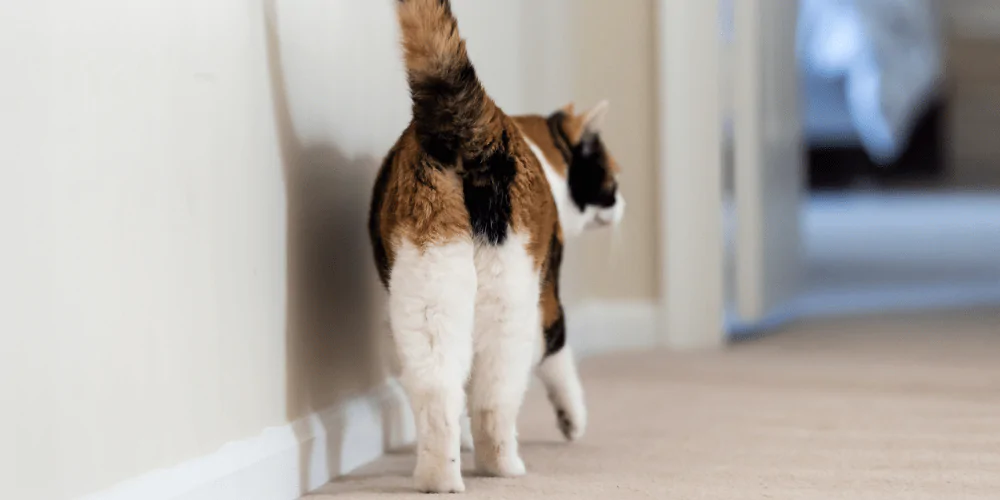 Cat shown in profile on a light background