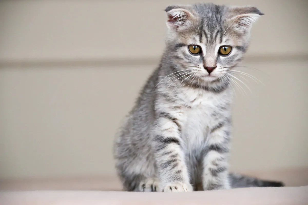 Cat relaxing indoors