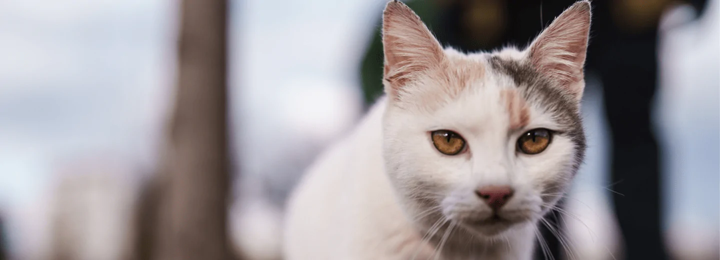 Cat relaxing at home for a Petgevity insurance guide