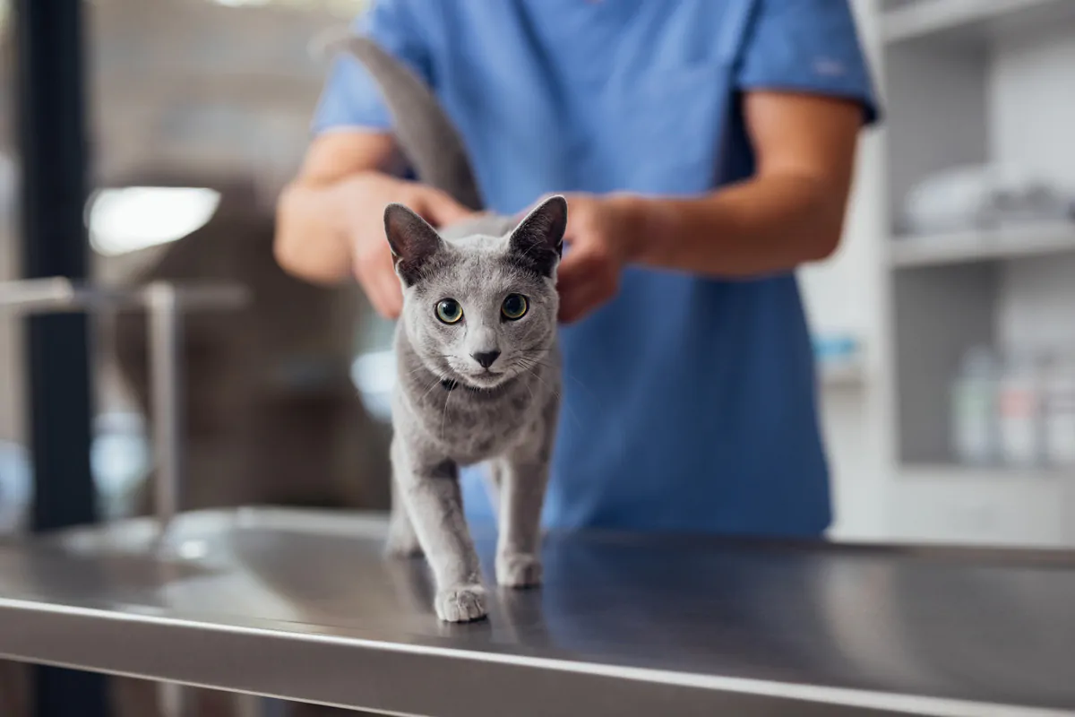 Cat being examined at a veterinary clinic