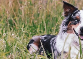 Dog sitting outdoors for a Petgevity insurance guide