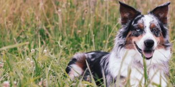 Dog sitting outdoors for a Petgevity insurance guide