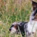 Dog sitting outdoors for a Petgevity insurance guide