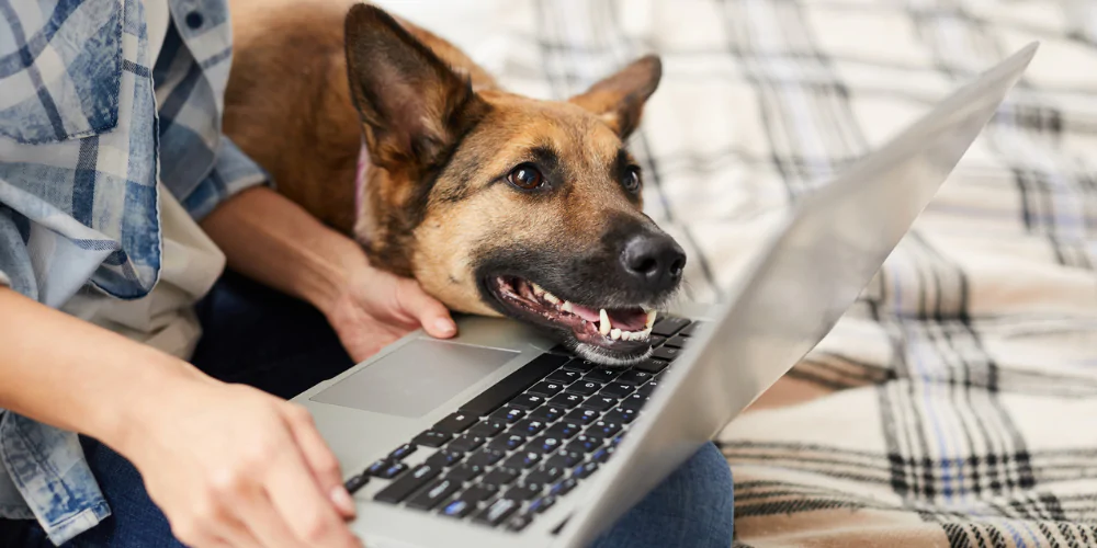 Fluffy dog featured in a Petgevity dog insurance guide