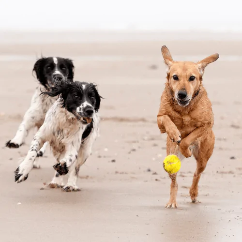Three dogs chasing a tennis ball on a beach
