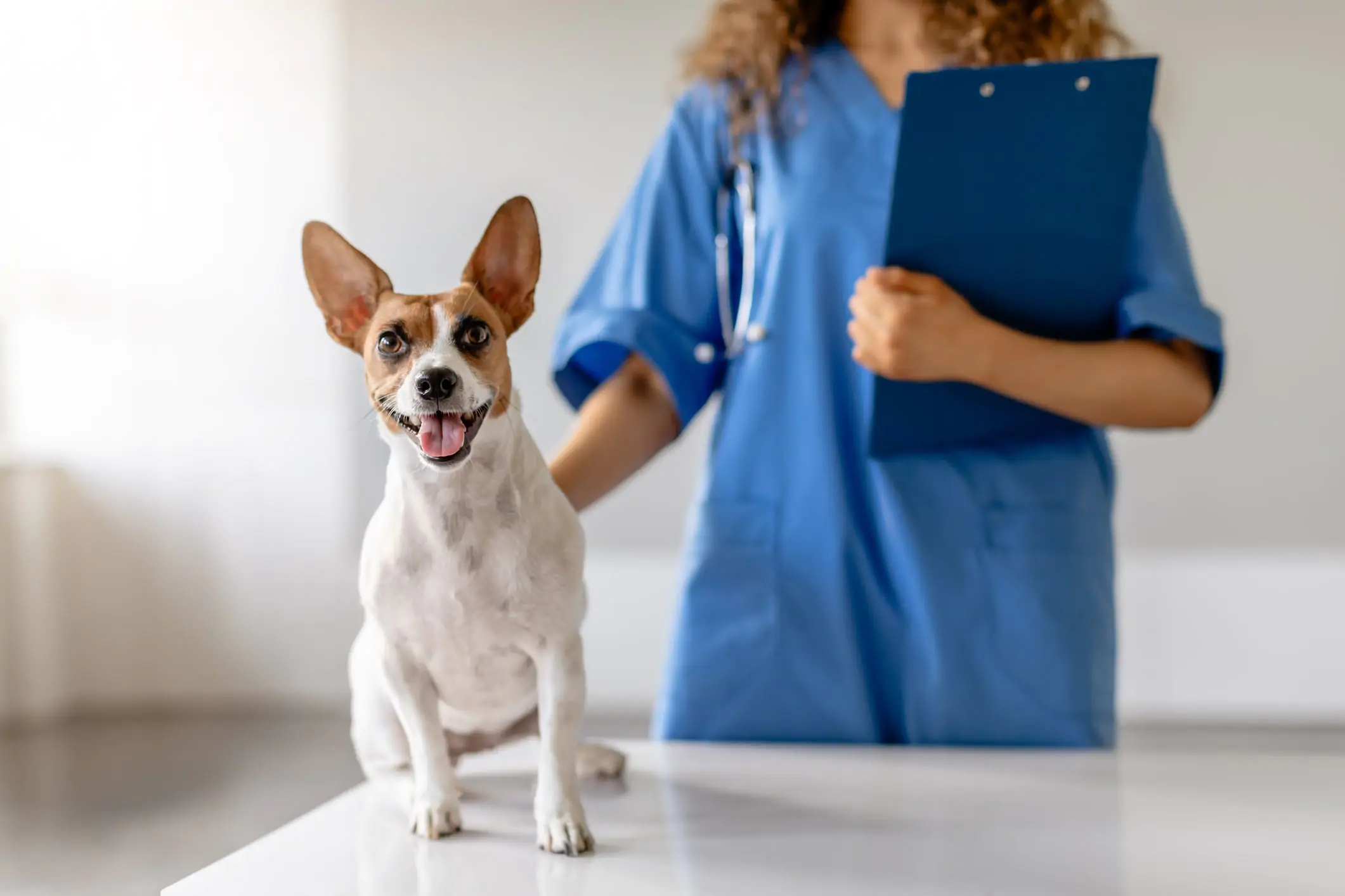 Jack Russell dog receiving attention at a veterinary clinic