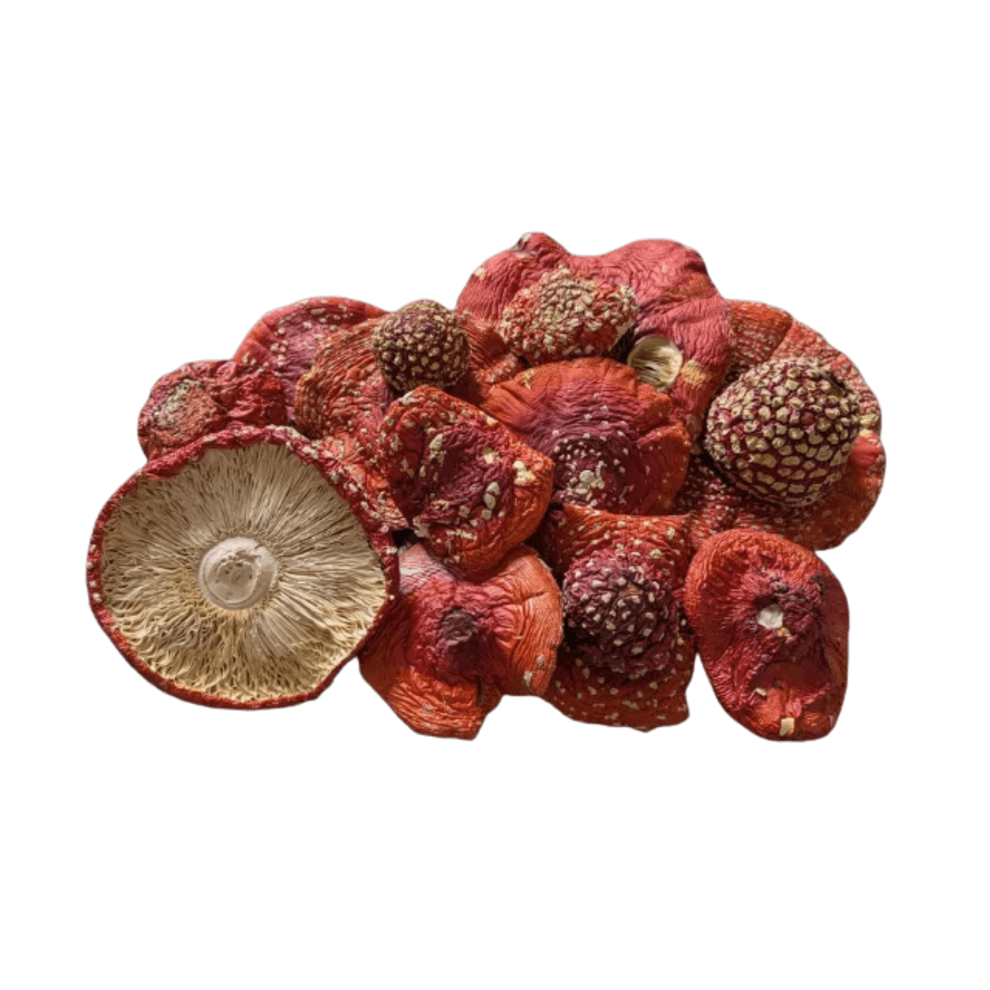 Sacred By Sam whole dried Amanita Muscaria caps from the Carpathian Mountains