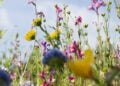 Wildflowers beneath a pale blue sky