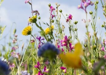 Wildflowers beneath a pale blue sky