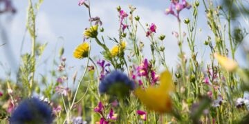 Wildflowers beneath a pale blue sky