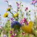 Wildflowers beneath a pale blue sky