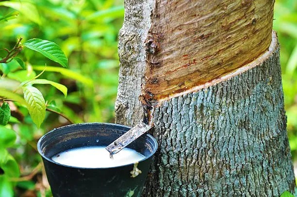 Latex being tapped from a rubber tree for natural latex production