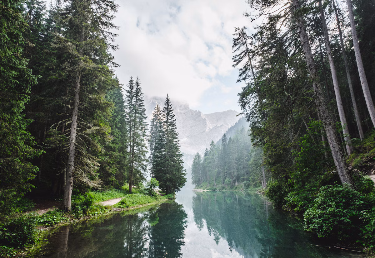Green forest scene