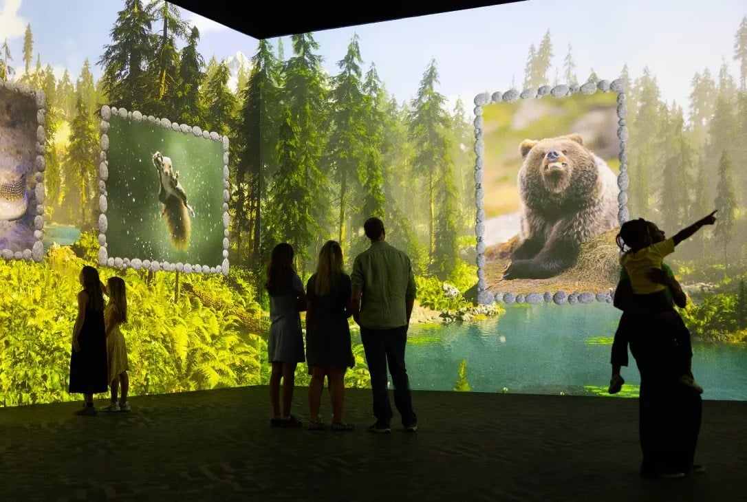 Comedy Wildlife Forest scene at Frameless features playful animal imagery.